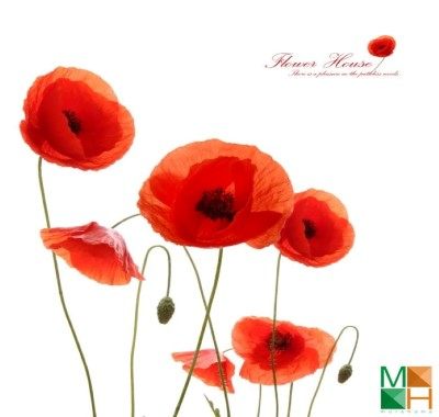 Tranh dán tường Hàn Quốc hoa poppy 3D đẹp FW - 344